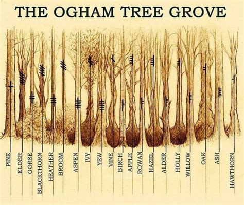 Sacred Trees and Divination: Exploring Ogham in Celtic Spirituality